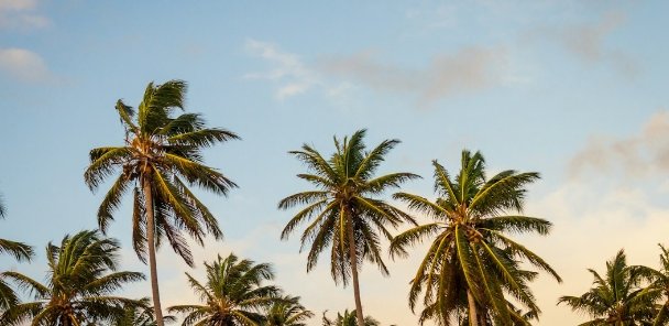 Palm trees against the sky